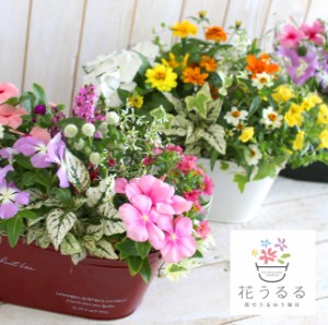 【ブリキ プランター 寄せ植え】花うるる おまかせアレンジ[横長] (玄関 セット ギフト 花 フラワーギフト プレゼント 完成品 鉢植え お