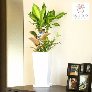 観葉植物 寄せ植え(幸福の木)6号角高陶器鉢|(白黒) 高さ約75cm【yosem06-001002】開店祝い 新築祝い プレゼント 引越祝い  送料無料