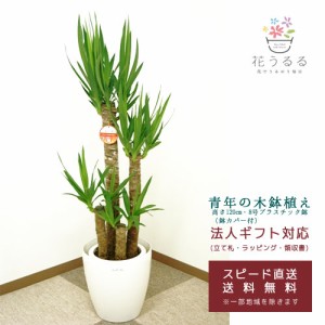 観葉植物 ユッカ(青年の木)8号プラスチック鉢(鉢カバー付)高さ約1.2m【yucc08-006】 大型 開店祝い 新築祝い 誕生日プレゼント  送料無料