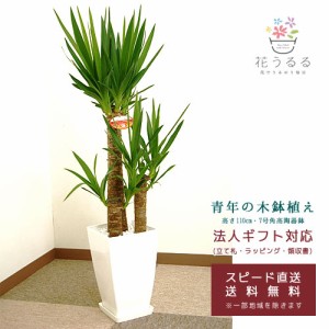 観葉植物 ユッカ(青年の木)7号角プラスチック鉢(白)高さ約1m 【kan-yucc07-006】開店祝い 新築祝い 誕生日プレゼント 引越祝い 送料無料