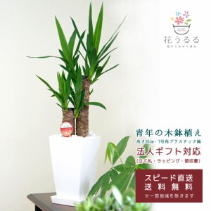 観葉植物 ユッカ(青年の木)6号角プラスチック鉢(白)【kan-yucc06-007】高さ約65cm 開店祝い 新築祝い プレゼント 引越祝い 送料無料