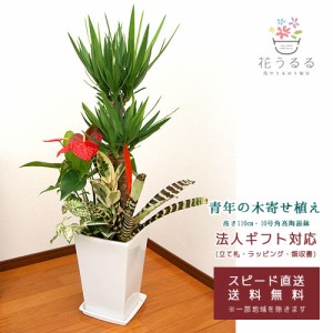 観葉植物 寄せ植え(ユッカ)9号角陶器鉢| 高さ約1.25m 【kan-yosey09-001】大型 開店祝い 新築祝い プレゼント 送料無料