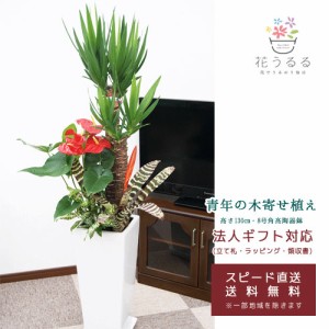 観葉植物 寄せ植え(ユッカ)8号角高陶器鉢|(白黒) 高さ約1.3m【kan-yosey08-001003】 大型 開店祝い 新築祝い 誕生日プレゼント  送料無料