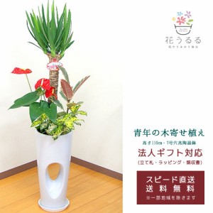 観葉植物 寄せ植え(ユッカ)7号穴高陶器鉢|(白赤黒) 高さ約1.1m 【kan-yosey07-00123】 開店祝い 新築祝い 誕生日プレゼント 引越し祝い 