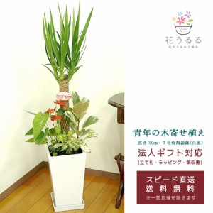 観葉植物 寄せ植え(ユッカ)7号角陶器鉢|(白黒) 高さ約1m 【kan-yosey-07-004005】開店祝い 新築祝い プレゼント 引越祝い  送料無料