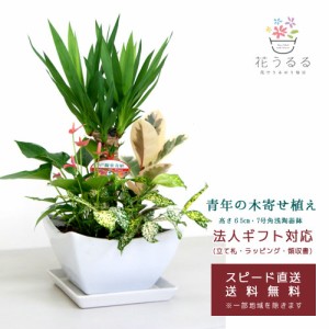 観葉植物 寄せ植え(ユッカ)7号角浅陶器鉢 高さ約65cm 【kan-yosey07-006】開店祝い 新築祝い 誕生日プレゼント 引越祝い インテリア おし