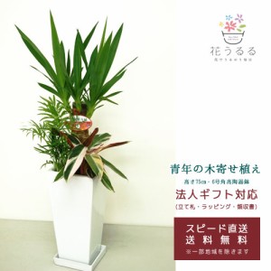 観葉植物 寄せ植え(ユッカ)6号角高陶器鉢|(白黒) 高さ約75cm【kan-yosey06-001002】開店祝い 新築祝い 誕生日プレゼント 引越祝い インテ