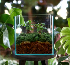 送料無料 観葉植物 [テラリウム Mサイズ] (ガジュマル×2) (ガラス ケース インテリア 完成品 観葉植物 モダン アクアリウム おしゃれ 水