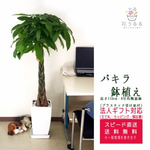 観葉植物 パキラ8号角陶器鉢 高さ約1.1m 【pach08-003 】大型 開店祝い 新築祝い 誕生日プレゼント 引越し祝い インテリア アジアン モダ