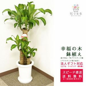 観葉植物 幸福の木7号プラスチック鉢 高さ約90cm ドラセナ・マッサンゲアナ【mass07-004 】 開店祝い 新築祝い プレゼント 送料無料