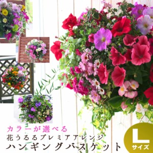 花うるる おまかせハンギング 寄せ植え Lサイズ(4月から11月まで開花) (春 夏 セット ギフト 花 鉢 寄植え 鉢植え 壁掛け ハンギングバス