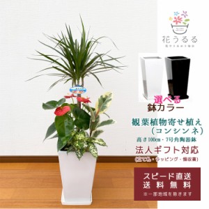 観葉植物 寄せ植え(コンシンネ)7号角陶器鉢|(白黒) 高さ約1m 【kan-yosec07-004005】開店祝い 新築祝い 誕生日 引越祝い インテリア おし