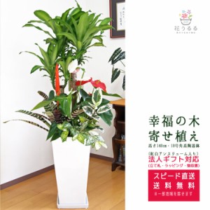 観葉植物 寄せ植え(幸福の木)10号角高陶器鉢(紅白アンスリューム入)高さ約1.4m 【yosem10-001】大型 開店祝い 新築祝い 誕生日プレゼント