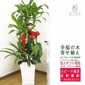 観葉植物 寄せ植え(幸福の木)9号角陶器鉢 高さ約1.25m  【yosem09-001】大型 開店祝い 新築祝い 誕生日プレゼント 引越し祝い インテリア