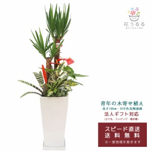 観葉植物 寄せ植え(ユッカ)10号角高陶器鉢| 高さ約1.4m【kan-yosey10-003】大型 開店祝い 新築祝い プレゼント 送料無料