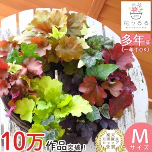 【リースの寄せ植え】大人気カラーリーフ「ヒューケラ」のリース(宿根草 多年草 ヒューケラ 苗寄せ植え ハンギングバスケット屋外 玄関 