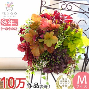 宿根草 コスパ抜群 花うるる ハンギング 寄せ植え[ヒューケラ MIX] (多年草 ドルチェ ツボサンゴ カラーリーフ 苗 寄植え ハンギングバス