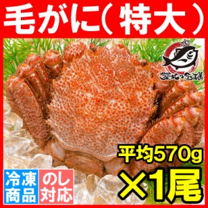 特大 毛ガニ 毛蟹 浜茹で毛がに姿 平均570g前後×1尾 ボイル 冷凍 北海道産 最高級 堅蟹 【かに カニ 蟹 かに味噌 カニ味噌 カニ鍋】