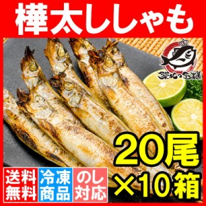 送料無料 子持ちししゃも 子持ちからふとししゃも 大サイズ 1箱20尾 ×10箱 業務用 【ししゃも シシャモ 樺太シシャモ カラフトシシャモ 