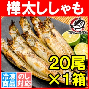 子持ちししゃも 子持ちからふとししゃも 大サイズ20尾 業務用1箱 【ししゃも シシャモ 樺太シシャモ カラフトシシャモ ノルウェー産 子持