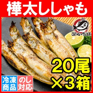 子持ちししゃも 子持ちからふとししゃも 大サイズ 1箱20尾 ×3箱 業務用 【ししゃも シシャモ 樺太シシャモ カラフトシシャモ ノルウェー