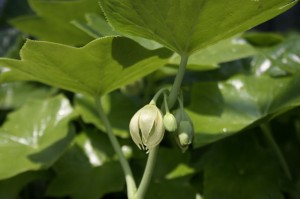 【山野草】白花八角蓮