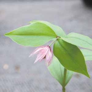 【山野草】赤花チゴユリ