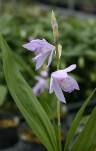 【山野草】青花シラン「紫式部」