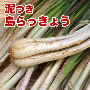 島らっきょう沖縄県産(100g) 量り売り♪500g以上購入で100gオマケ！ いよいよ旬の島らっきょう！お試し 沖縄野菜 ｜島らっきょう ｜ 生 