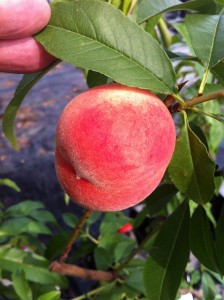 桃 苗木 【浅間白桃】 1年生接木苗