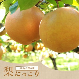 梨 苗木 【にっこり】 1年生接木苗