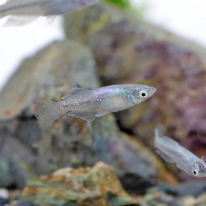 (めだか)月虹メダカ　（約２-２.５cm）（3匹）【水槽/熱帯魚/観賞魚/飼育】【生体】【通販/販売】【アクアリウム/あくありうむ】 