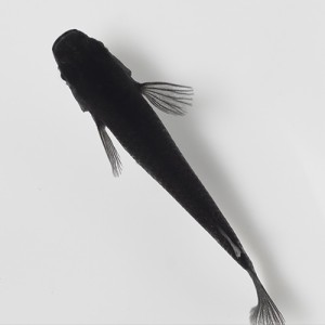  (めだか) オロチメダカ　（約２cm）（３匹）  【水槽/熱帯魚/観賞魚/飼育】【生体】【通販/販売】【アクアリウム/あくありうむ】 