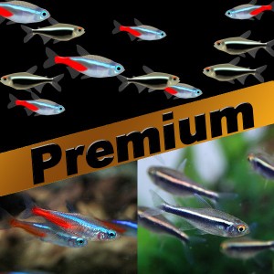 (熱帯魚 生体) 【プレミアムセット】ネオンテトラ（SMサイズ 約１.５-２cm）(５０匹)　 ＋ ブラックネオンテトラ（約２cm)(２０匹)  【水