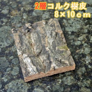 コルク樹皮　２層構造　１０×８cm　厚１.５-２cm前後　20枚