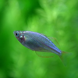 (熱帯魚 生体)ネオンドワーフレインボー　（約２-３cm）（１０匹）