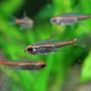 (熱帯魚 生体) グローライトテトラ　（約２cm）（１０匹）  【水槽/熱帯魚/観賞魚/飼育】【生体】【通販/販売】【アクアリウム/あくあり