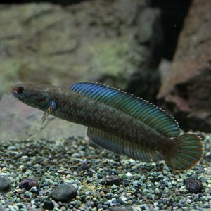 (熱帯魚 生体) ブルーレインボースネークヘッド　（約5-７cm）（１匹）  【水槽/熱帯魚/観賞魚/飼育】【生体】【通販/販売】【アクアリウ