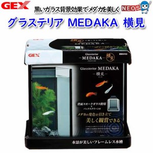 GEX　グラステリア　メダカ　横見