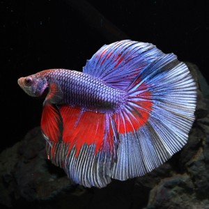 (熱帯魚 ベタ)美個体セレクト　ベタ　ハーフムーン　オス ♂　（約５cm）（１匹）色おまかせ