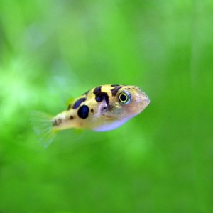 (熱帯魚 生体) アベニーパファー　（約１-１.５cm）（４匹）  【水槽/熱帯魚/観賞魚/飼育】【生体】【通販/販売】【アクアリウム/あくあ