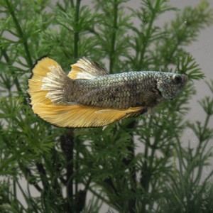 (熱帯魚)1点物ベタ　メタリカ　オス ♂　バイカラー008　(約４-５cm)(１匹)