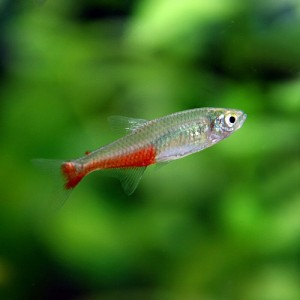 (熱帯魚 生体) グリーンファイヤーテトラ　（約３cm）（１０匹）  【水槽/熱帯魚/観賞魚/飼育】【生体】【通販/販売】【アクアリウム/あ