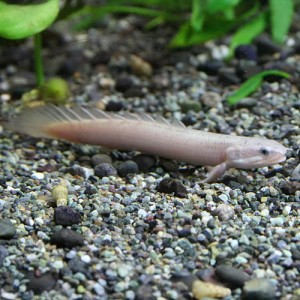 (熱帯魚 生体) ポリプテルス　セネガルス　（約４-５cm）（１０匹）  【水槽/熱帯魚/観賞魚/飼育】【生体】【通販/販売】【アクアリウム/