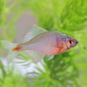 (日淡) タイリクバラタナゴ　（約３cm）（５匹）  【水槽/熱帯魚/観賞魚/飼育】【生体】【通販/販売】【アクアリウム/あくありうむ】 