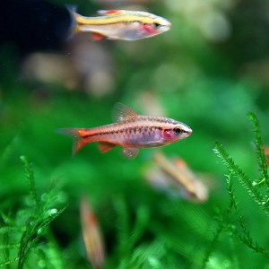 (熱帯魚 生体) チェリーバルブ　（約１.５-２cm）（５匹）  【ねったいぎょ】【水槽/熱帯魚/観賞魚/飼育】【生体】【通販/販売】【アクア