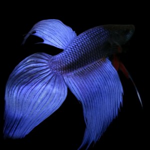 (熱帯魚 ベタ) ベタ　トラディショナル　青　オス ♂系（約５cm）（１匹）  【ネッタイギョ】【水槽/熱帯魚/観賞魚/飼育】【生体】【通販