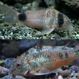 (熱帯魚 生体) Co.パレアタス　（約３cm）（５匹） ＋Co.パンダ【ブリード】　（約２cm）（５匹）  【水槽/熱帯魚/観賞魚/飼育】【生体】