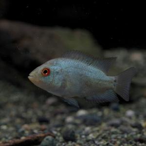 フラワー ホーン 通販の通販 Au Pay マーケット