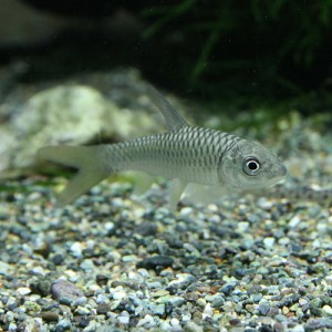 (熱帯魚 生体)  ゴールデンマハシール　（約６-７cm）（１匹）  【水槽/熱帯魚/観賞魚/飼育】【生体】【通販/販売】【アクアリウム/あく